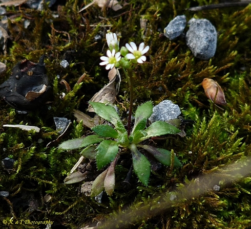 {Draba verna}